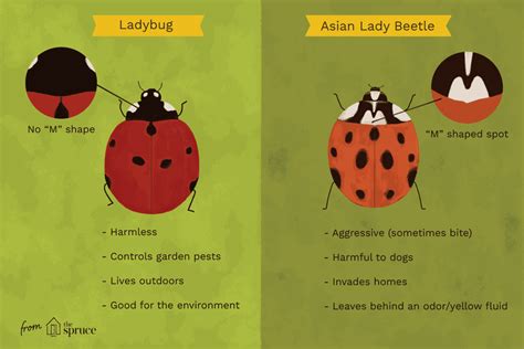 difference between male and female ladybugs